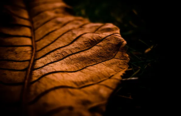 Осень, макро, лист, autumn, macro leaf