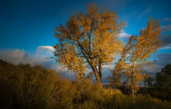 Трава, листья, облака, деревья, пейзаж, природа, синева, дерево