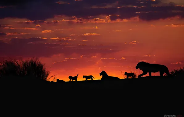 Картинка небо, закат, вечер, Африка, львы, львята, силуэты, прайд