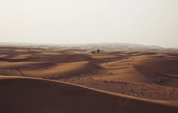 Desert, trees, nature, hills, sand