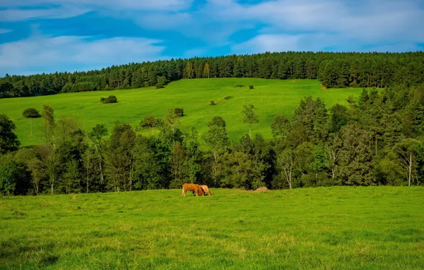 Зелень, поле, лес, небо, облака, холмы, склоны, поля