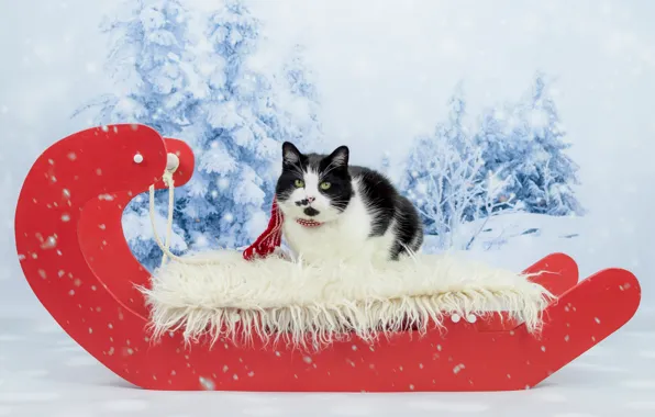 Картинка зима, лес, кошка, кот, взгляд, снег, красный, черно-белый