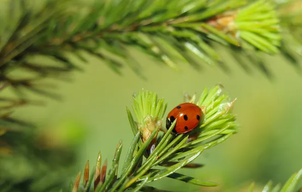 Red, animal, insect, ladybird