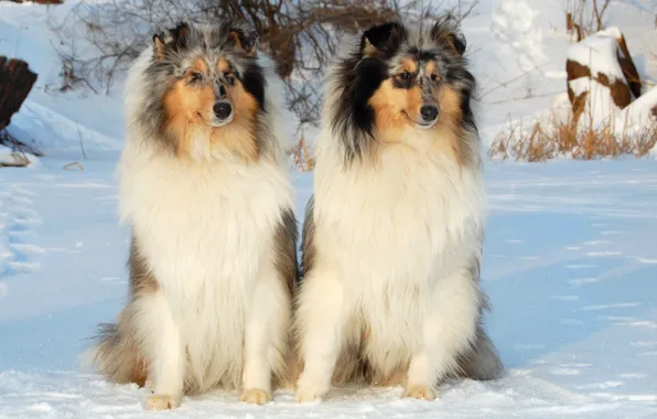Картинка снег, собака, колли