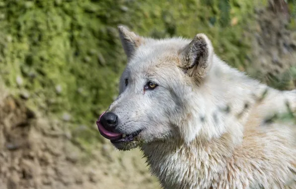 Язык, волк, хищник, wolf