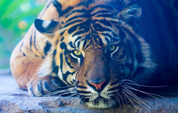 Картинка взгляд, тигр, животное, хищник, лапы, лежит, окрас