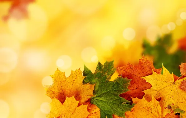 Осень, листья, прожилки, яркость