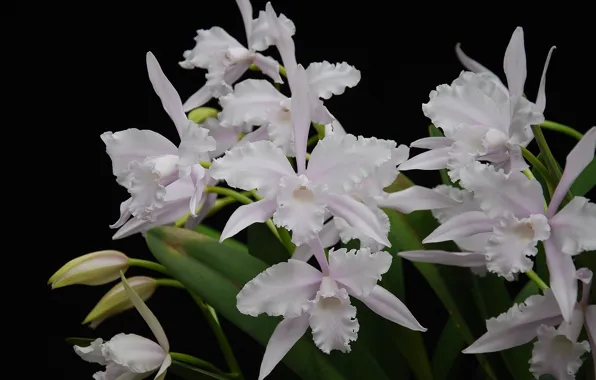 Wallpaper, white, flower