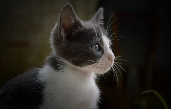 Кошка, взгляд, поза, темный фон, котенок, портрет, мордашка, серый с белым