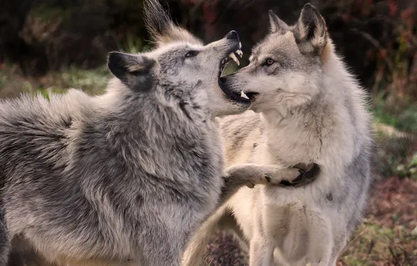Nature, snow, predator, face, animal, wolf, wildlife, portrait