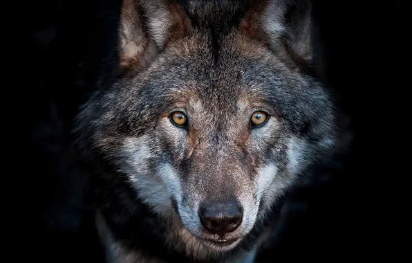 Nature, face, animal, wolf, wildlife, head, fur, mammal