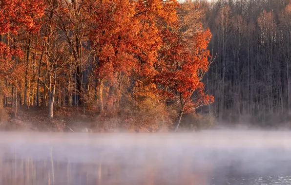 Осень, туман, озеро