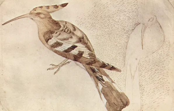 Птица, Удод, Pajaro, Antonio Pisanello