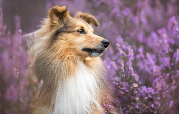 Картинка портрет, собака, боке, Шелти, вереск, Шетландская овчарка