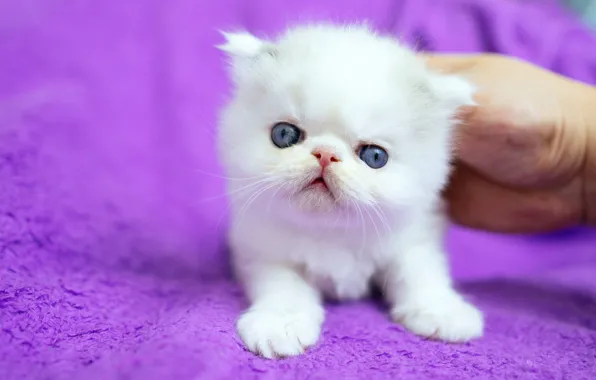 Кошка, белый, котенок, фон, сиреневый, рука, малыш, мордочка