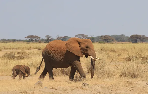 Слон, африка, слонёнок
