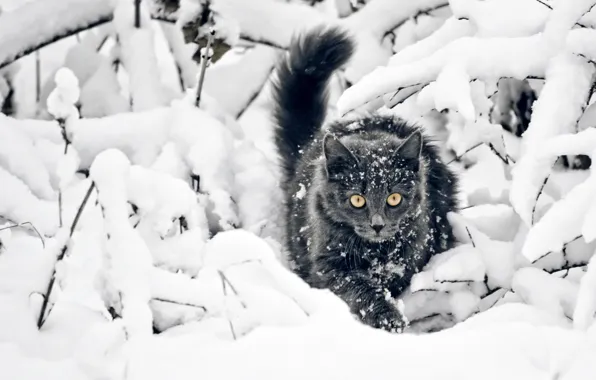 Картинка зима, снег, Кошка