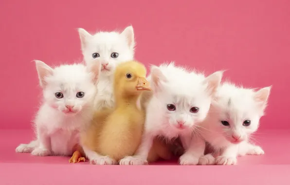 Кошки, птица, котята, белые, малыши, розовый фон, птенец, утенок