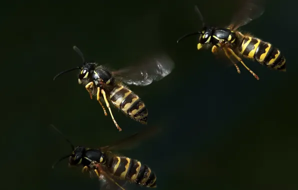 Картинка макро, фон, Wasps