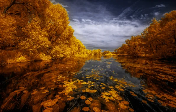 Trees, autumn, leaves, water mirror
