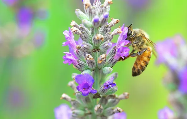Картинка цветок, природа, пчела, растение, насекомое