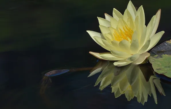 Картинка цветок, вода, отражение, лилия, кувшинка, белая