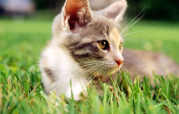 Картинка кошка, белый, трава, кот, макро, cat