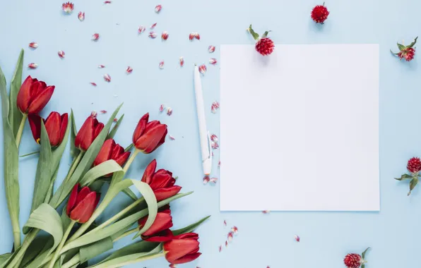 Картинка фон, голубой, букет, тюльпаны
