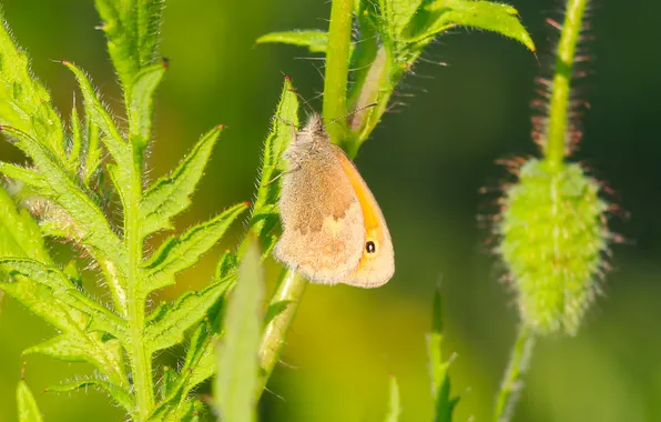Butterfly, plant, insect