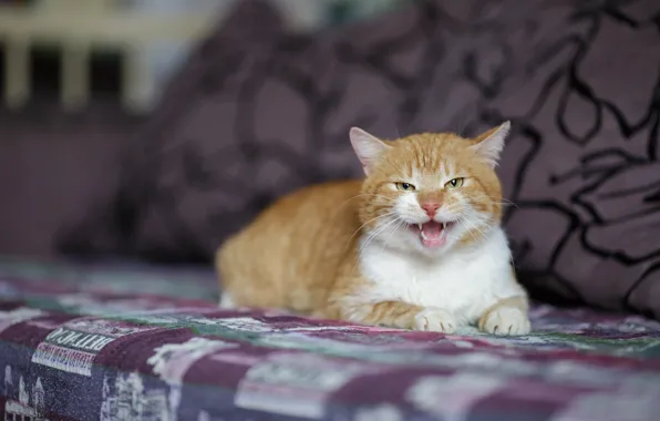 Кошка, взгляд, котенок, диван, подушки, рыжий, мордочка, пасть