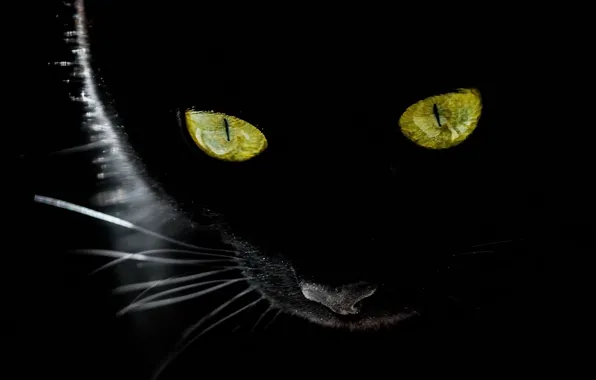 Кошка, взгляд, фон