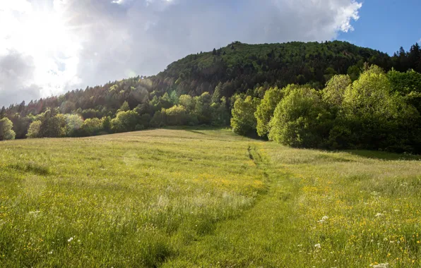 Картинка зелень, поле, лес, лето, небо, трава, солнце, свет