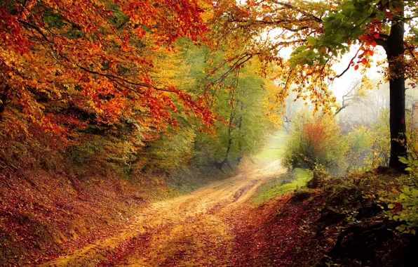 Картинка light, road, nature, land, autumn, tree, morning, leaf