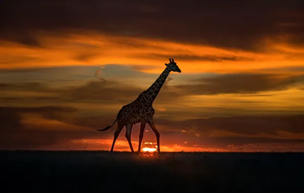 Картинка солнце, закат, жираф, Африка, прогулка