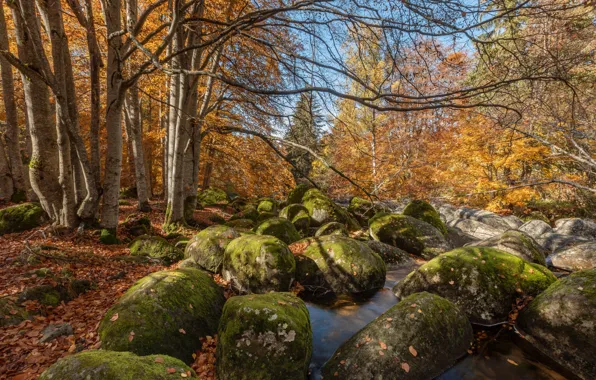 Картинка осень, лес, вода, деревья, пейзаж, природа, камни, Александър Сандев