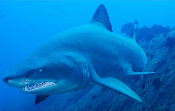 Животное, хищник, акула, underwater, animals, подводное, shark