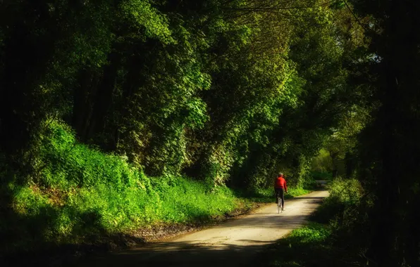 Лес, природа, спорт, велосипедист, England, mountain bike, East Sussex, cycling in Sussex