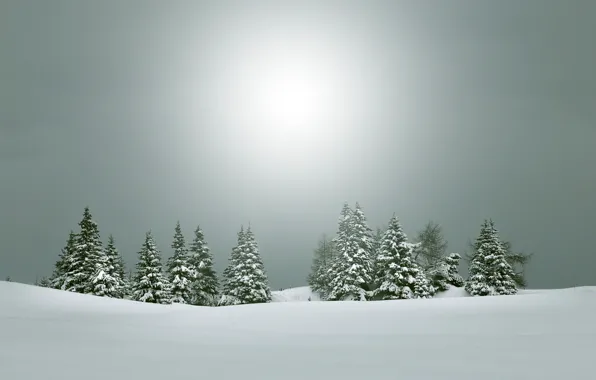 Картинка зима, пейзаж, природа, ёлки