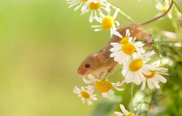 Лето, природа, Harvest Mouse
