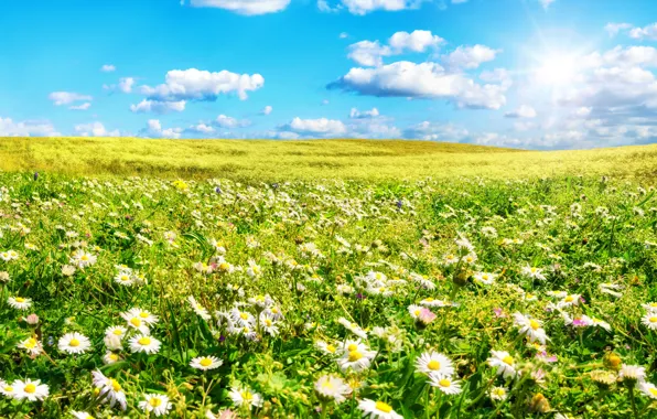 Картинка поле, лето, небо, трава, солнце, облака, цветы, ромашки