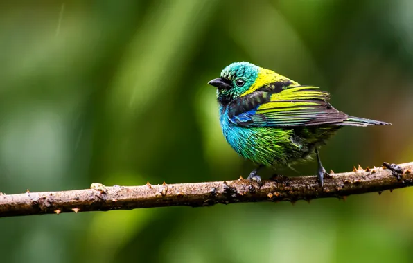 Картинка ветки, зеленый, фон, птица, яркие, птичка, разноцветные