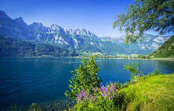Картинка лес, трава, цветы, горы, ветки, озеро, Швейцария, кусты