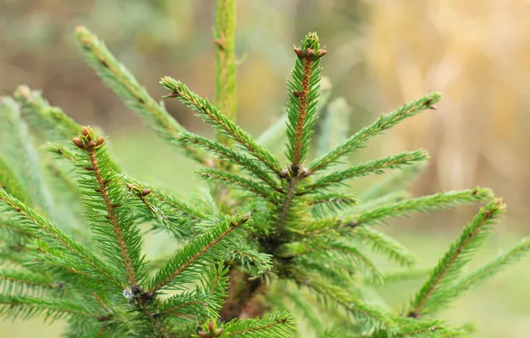 Tree, spruce, twig