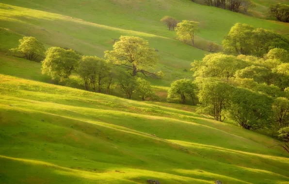 Картинка зелень, трава, деревья, склон, холм