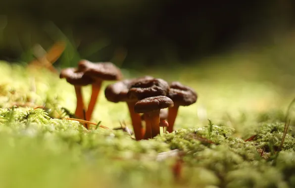Картинка грибы, мох, боке