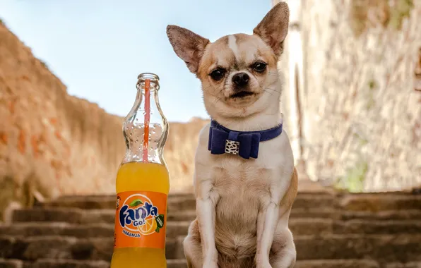 Взгляд, бутылка, собака, лестница, чихуахуа, fanta