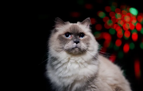 Кошка, кот, портрет, черный фон, боке, рэгдолл