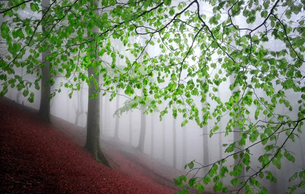Картинка лес, листья, деревья, туман, forest, trees, leaves, fog