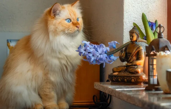 Кошка, кот, взгляд, цветы, поза, окно, рыжий, мордашка