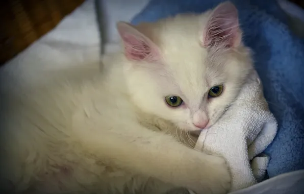 Картинка кошка, белый, фон, голубой, полотенце, пушистый, лежит, котёнок